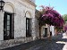 7-Colonia del Sacramento-une bougainvillee comme ca...